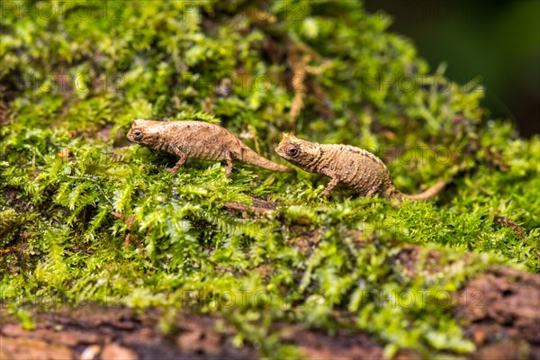 Earth chameleons species (Brookesia tuberculata)