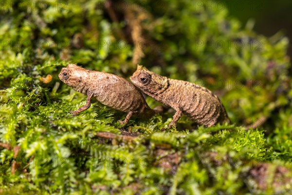 Earth chameleons species (Brookesia tuberculata)