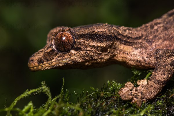 Night active leaf-tailed gecko (Uroplatus alluaudi)