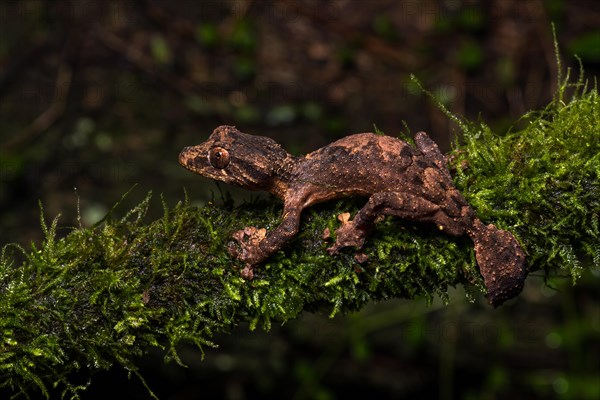 Uroplatus alluaudi(Uroplatus alluaudi) on mossed branch in rainforest