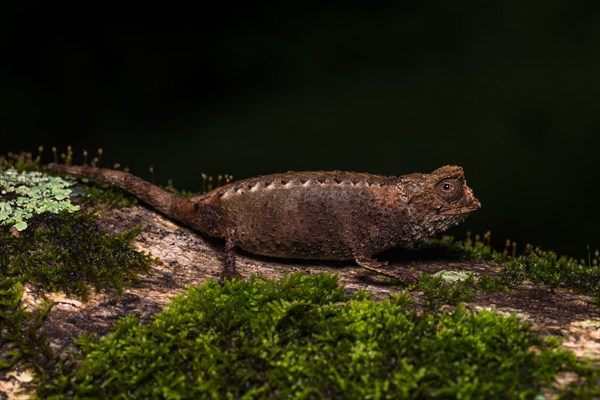 Earth chameleon species (Brookesia antakarana)