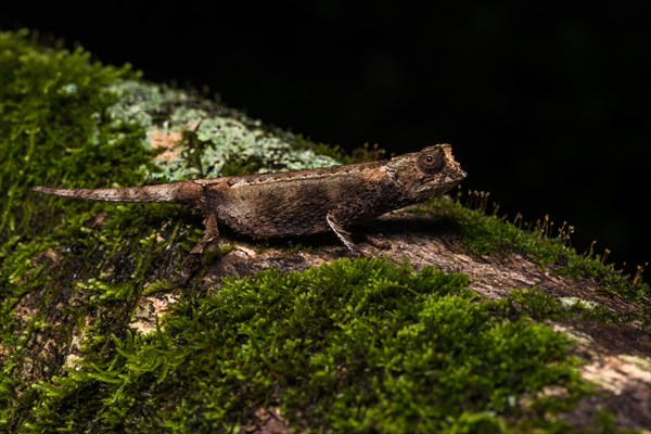 Earth chameleon species (Brookesia antakarana)