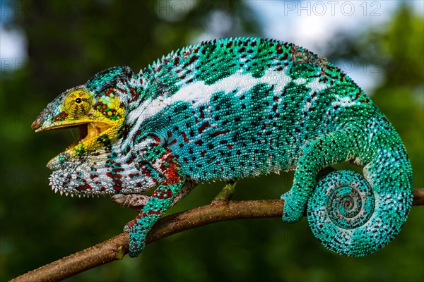 Panther chameleon (Furcifer pardalis)