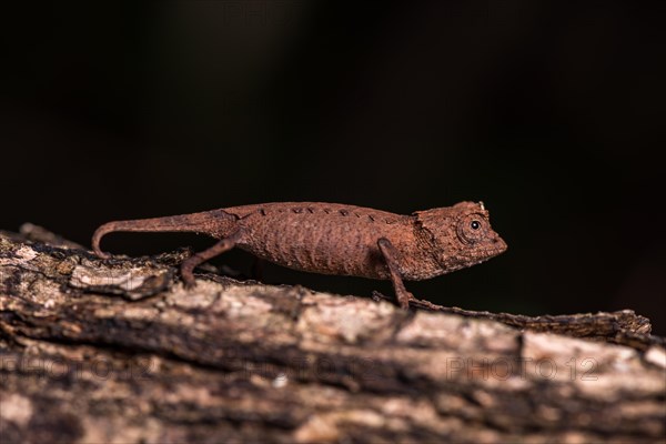 Leaf chameleon species (Brookesia stumpffi)