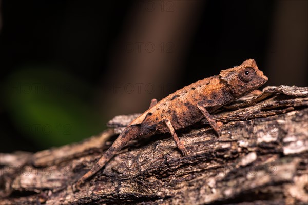 Leaf chameleon species (Brookesia stumpffi)