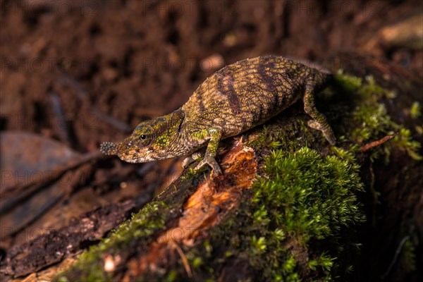 Rhinoceros chameleon species (Calumma linotum) on mossed branch