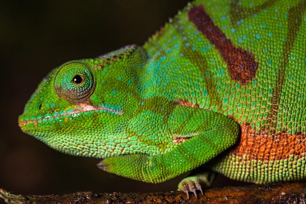 Glam-rock chamaleon (Furcifer timoni)