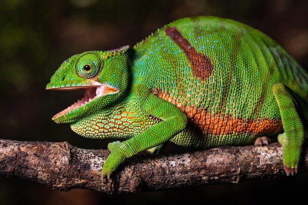 Glam-rock chamaleon (Furcifer timoni) female on branch