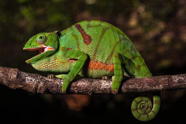 Glam-rock chamaleon (Furcifer timoni) female on branch