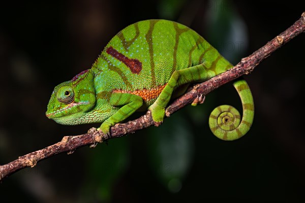 Glam-rock chamaleon (Furcifer timoni) female on branch