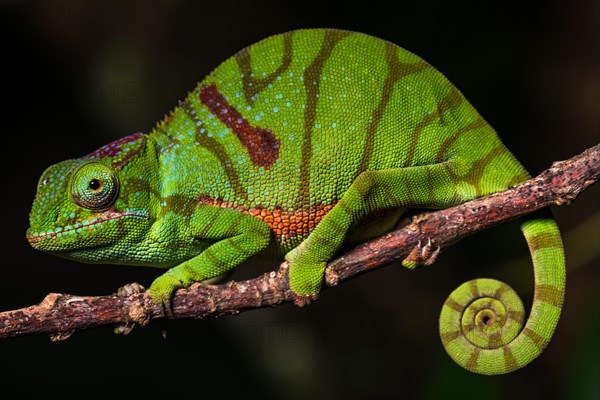 Glam-rock chamaleon (Furcifer timoni) female on branch