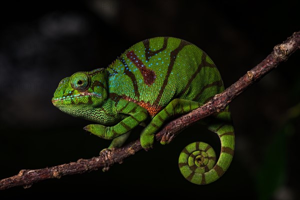 Glam-rock chamaleon (Furcifer timoni) female on branch