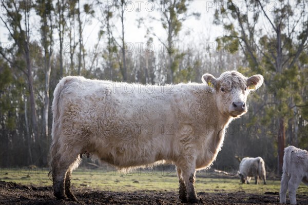 Galloway cattle (Bos primigenius taurus) with blond pigmentation