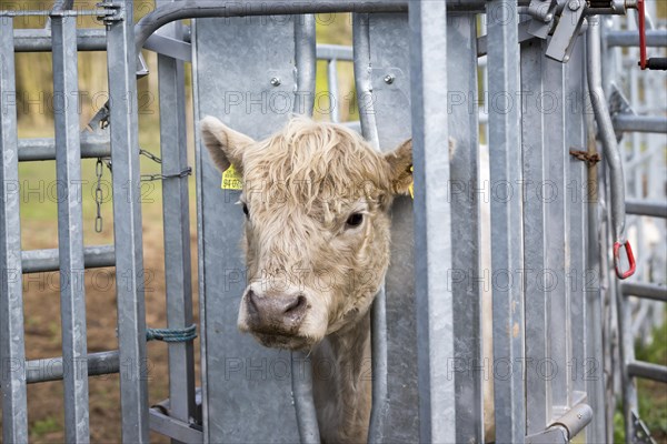 Galloway cattle (Bos primigenius taurus) with blond pigmentation