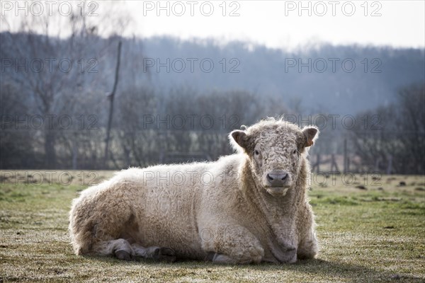 Imposing Galloway cattle breeding bull (Bos primigenius taurus) with blond pigmentation