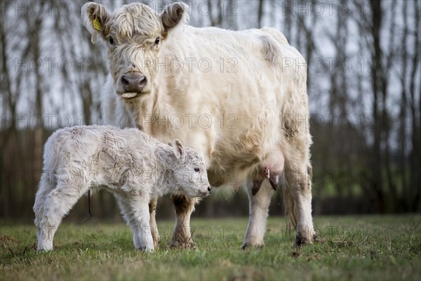 Galloway cattle (Bos primigenius taurus) with blond pigmentation