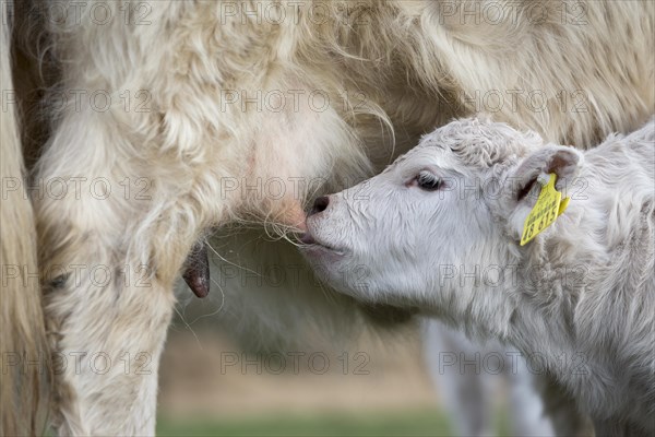 Galloway cattle (Bos primigenius taurus) with blond pigmentation