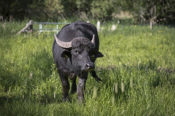 Asian water buffalo (Bubalus arnee)