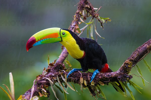 Keel-billed Toucan (Ramphastos sulfuratus) sits on a branch in the rain