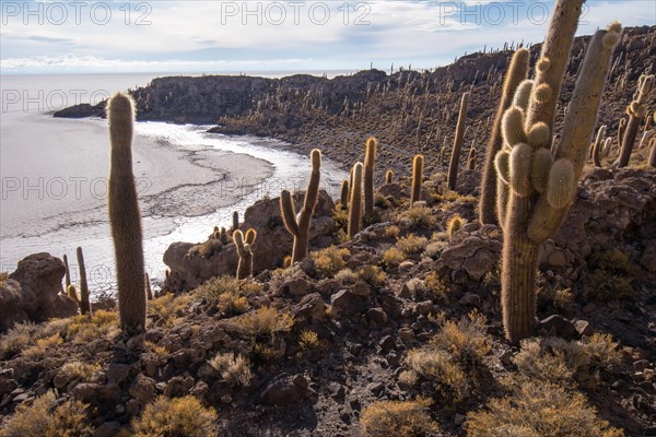 Cactus (Echinopsis atacamensis)