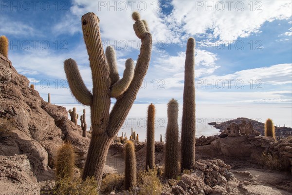 Cactus (Echinopsis atacamensis)