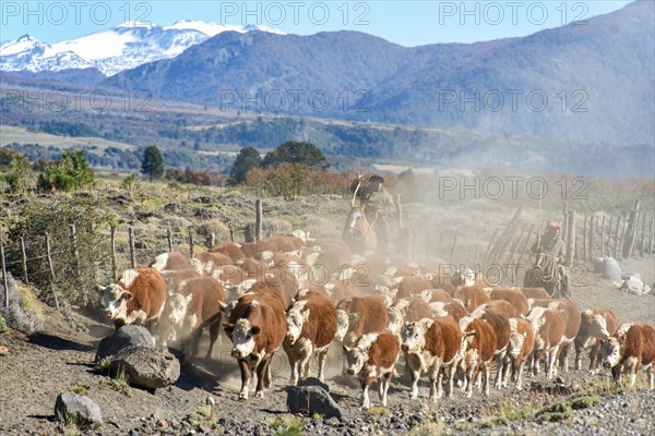 Gauchos on horseback at the cattle drive