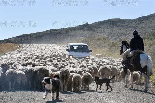 Minibus surrounded by a huge flock of sheep