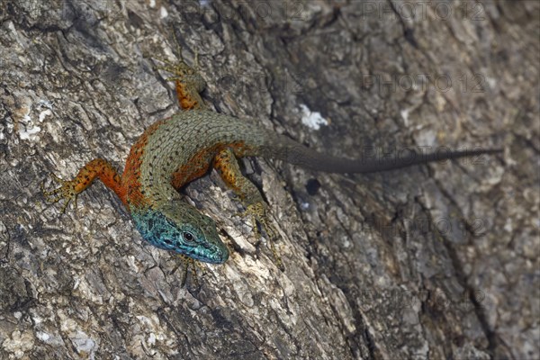 Blue-throated keeled lizard (Algyroides nigropunctatus)