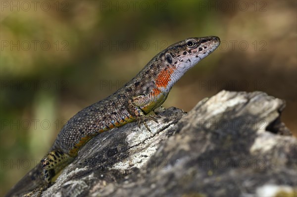 Blue-throated keeled lizard (Algyroides nigropunctatus)