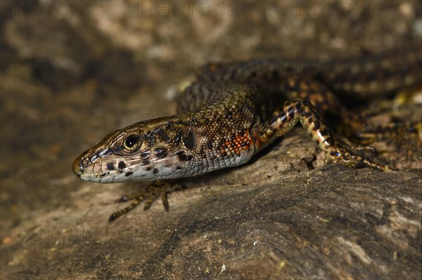 Blue-throated keeled lizard (Algyroides nigropunctatus)