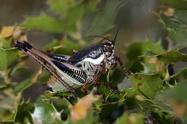 Shrimp (Eupholidoptera leucasi)