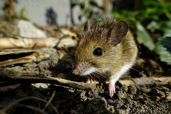 House mouse (Mus musculus)