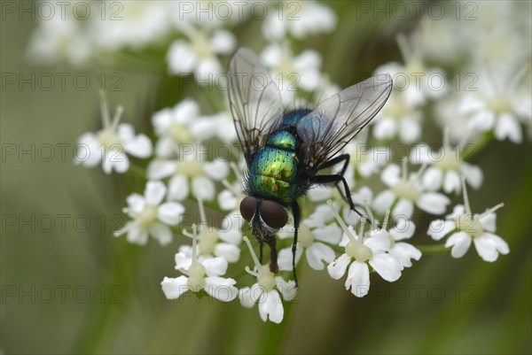 Common green bottle fly (Lucilia sericata)