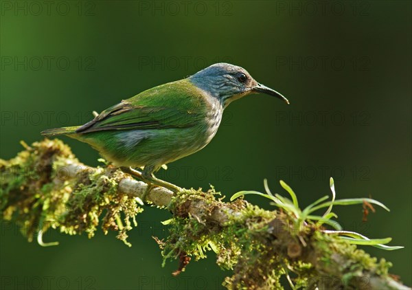 Yellow-footed honey sucker (Cyanerpes lucidus)