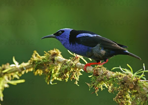 The red-legged honeycreeper (Cyanerpes cyaneus)