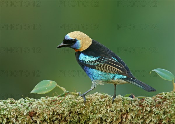 Golden-hooded Tanagers (Tangara larvata) sits on branch