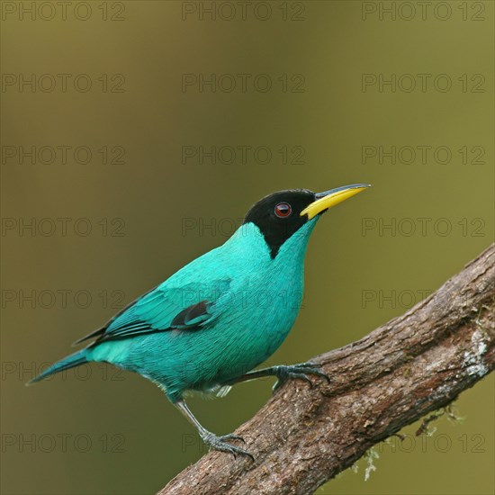 Green Honeycreeper (Chlorophanes spiza)