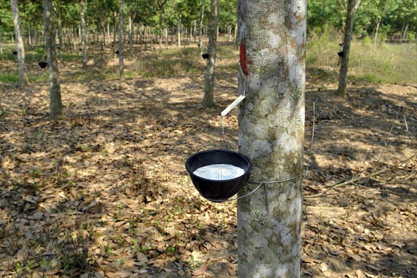 Rubber production