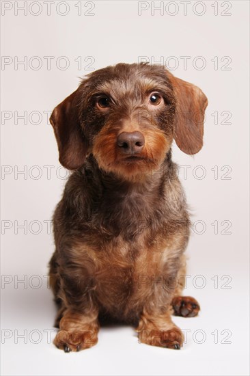 Brown Wirehaired Dachshund sitting