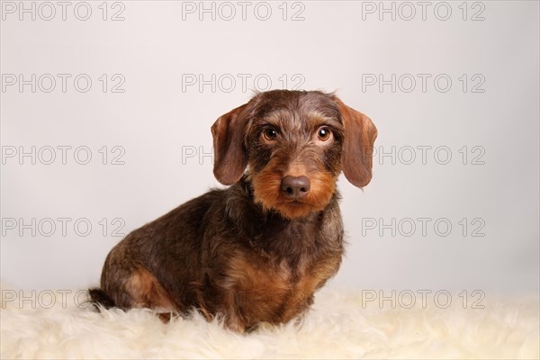 Brown Wirehaired Dachshund sitting on lambskin