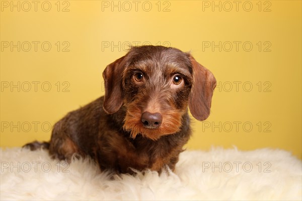 Brown Wirehaired Dachshund sitting on lambskin