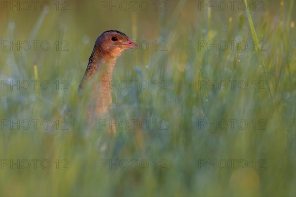 Corncrake (Crex crex) in tall grass