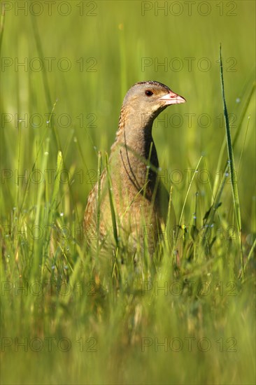 Corncrake (Crex crex) in tall grass