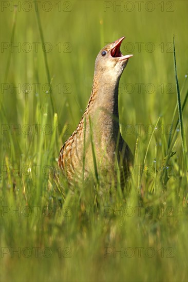 Corncrake (Crex crex)