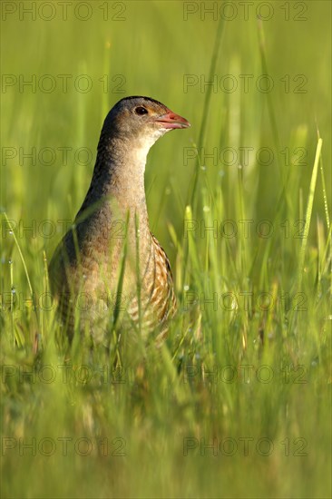 Corncrake (Crex crex) in tall grass