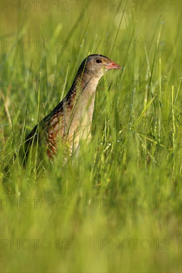 Corncrake (Crex crex) in tall grass