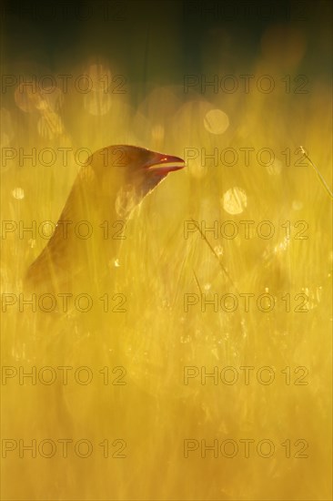 Corncrake (Crex crex) in tall grass