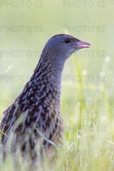 Corncrake (Crex crex) in tall grass