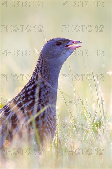 Corncrake (Crex crex) in tall grass