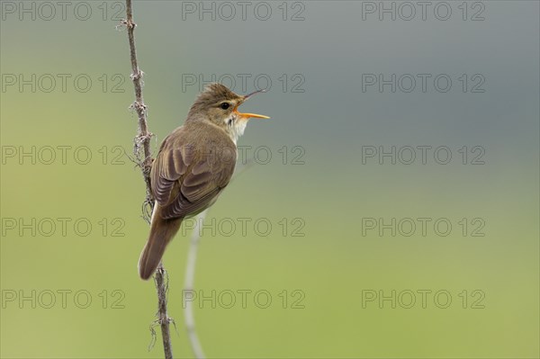 Marsh Warbler (Acrocephalus palustris) calling